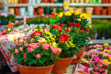 Decorative Roses Of Different Colors In Flowerpots, Beautiful Bright Flowers. Gift Plants