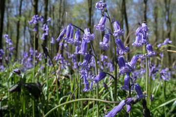 Wall Mural - Bluebells in Wepham Wood