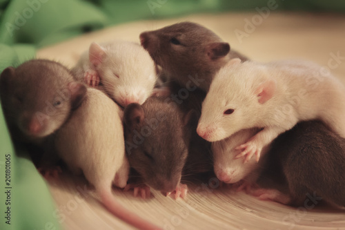 Group Of Small Cute Baby Domesticated Pet Dumbo Rats Buy This