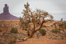 Tree In Monument Valley