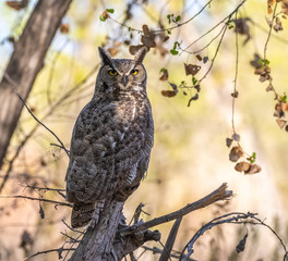 Wall Mural - great horned owl on perch in cottonwood forest in central new mexico