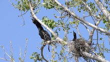 HD Video Of Double Crested Cormorants Nesting In The Top Of Leaf Barren Tree. Once Threatened By The Use Of DDT, The Numbers Of This Bird Have Increased Markedly In Recent Years.
