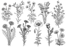 Wildflower,  Bluebell, Bellflower, Buttercup, Chamomile, Clover, Cornflower, Dandelion, Daisy, Poppy, Thistle Collection Illustration, Drawing, Engraving, Ink, Line Art, Vector