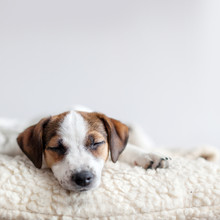 Sleeping Puppy On Dog Bed
