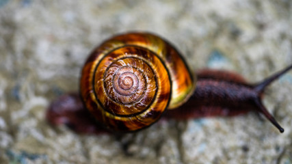 Closeup view of a brown and purple snail with beautiful spiral shell found after a rain on a muddy hiking path 