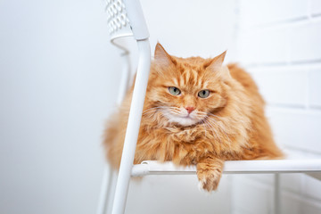 Wall Mural - portrait of a fluffy red cat with green eyes sitting on a chair