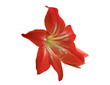 Red lily flower.
