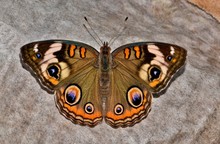 A Common Buckeye Butterfly (Junonia Coenia) At Rest On The Ground On A Piece Of Discarded Paper With Its Wings Open.