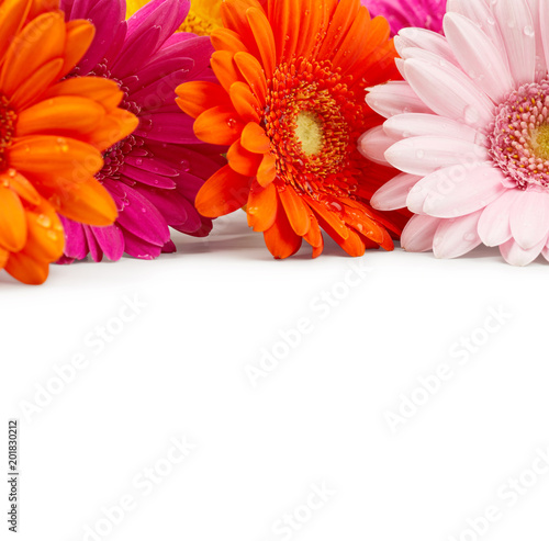 Gerbera flowers with drops of water isolated on white background