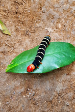 Black Caterpillar With Yellow Stripes