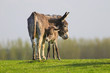 Grey baby donkey and mother on the spring meadow