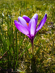 Purple Crocus flower in garden springtime 2