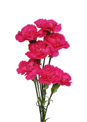Wall Mural - Carnation
