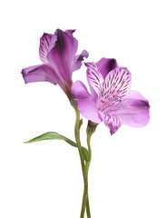 Wall Mural - Alstroemeria