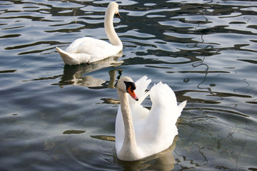 two white swans swimming at sunset in a lake.