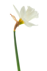 Wall Mural - Narcissus spring flower on white