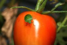 Green Shield Bug On A Ripe Roma Tomato