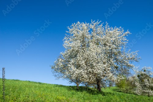 Dekoracja na wymiar  drzewo-kwitnace-wiosna