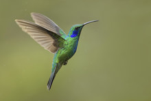 Green Violet-ear - Colibri Thalassinus, Beautiful Green Hummingbird From Central America Forests, Costa Rica.