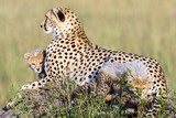 Fototapeta Sawanna - Cheetah family on a hill with playing cubs