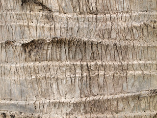 Canvas Print - Tree bark texture