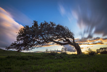 Solitary Tree Bent By The Wind On The Hill In Sardinia At Sunset