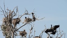 HD Video Of Double Crested Cormorants Nesting In The Top Of Leaf Barren Tree. Once Threatened By The Use Of DDT, The Numbers Of This Bird Have Increased Markedly In Recent Years.