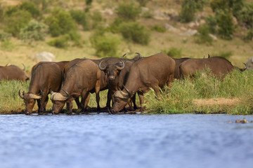 Sticker - The African buffalo or Cape buffalo (Syncerus caffer) herd of buffalo on the shore of waterholes.