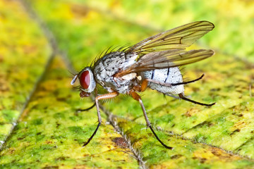 fly