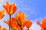 Fototapeta Tulipany - Tulipan fiol