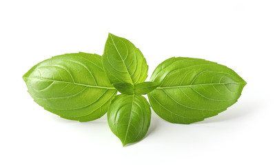 Wall Mural - fresh green basil leaves