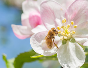 Wall Mural - Honeybee (Apis mellifera) pollinating apple blossoms