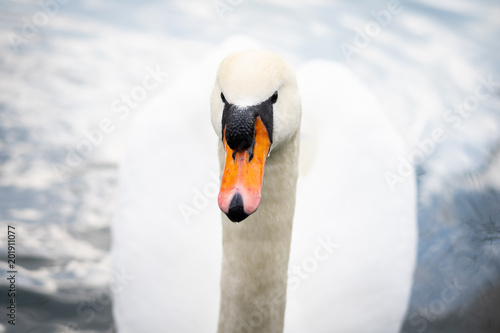 Fotografia Graceful white swan (Cygnus olor) close-up.