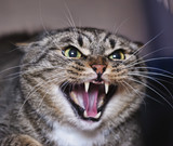 Fototapeta Łazienka - Angry adult tabby cat hissing and showing teeth