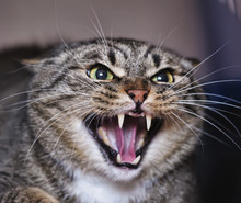 Angry Adult Tabby Cat Hissing And Showing Teeth