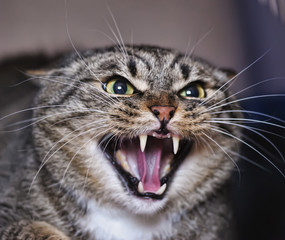 Wall Mural - Angry adult tabby cat hissing and showing teeth