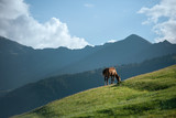 Fototapeta Konie - Horse on a mountain hill. Landscape of mountains with a horse.