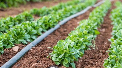 Corn Salad In A Green House