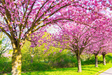 Wall Mural - Kirschblüte - Sakura