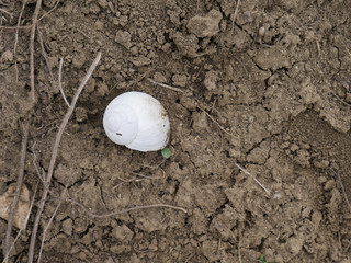 snail shell on dry ground