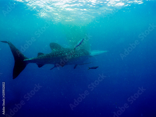 Whale Shark Rhincodon Typus Is A Slow Moving Filter Feeding