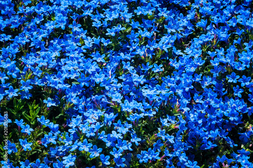Fiori Azzurri.Fiori Azzurri In Giardino Buy This Stock Photo And Explore