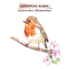 Robin redbreast bird on the cherry blossom branch.  Watercolor illustration, isolated on a white background.