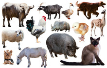 Domestic Animals Collection