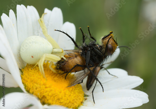 Plakat Krab pająk Goldenrod, Misumena vatia karmienia na złowionych mucha
