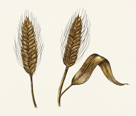 Wall Mural - Hand-drawn barley cereal grain