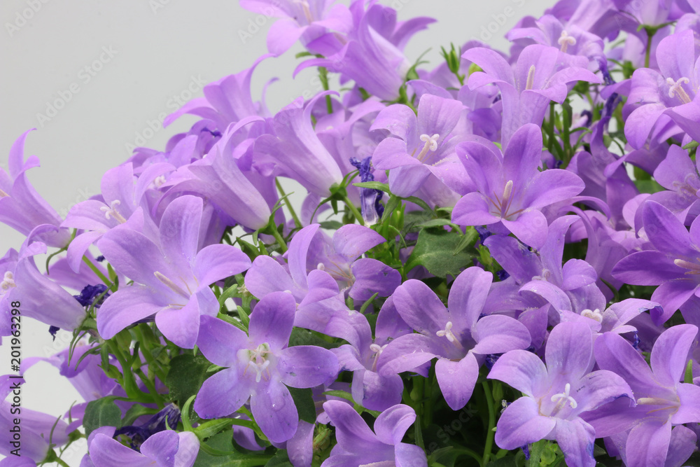 ベルフラワー 紫色の花 紫の草花 Buy This Stock Photo And Explore Similar Images At Adobe Stock Adobe Stock ベルフラワー 紫色の花 紫の草花 Buy This Stock Photo And Explore Similar Images At Adobe Stock Adobe Stock