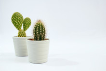 Isolated Two Small Cactus Plants With White Background.