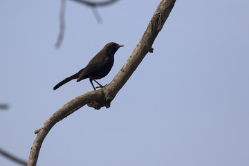 Indian robin that is sitting on top of a tree on a cloudy winter day