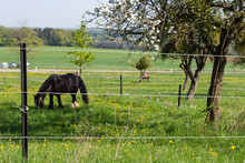 Electric Pasture Fence